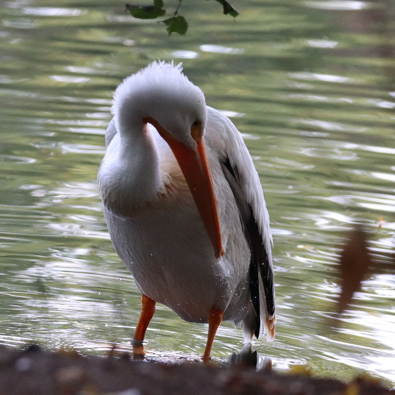 American White Pelican