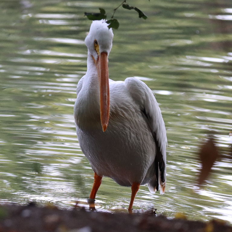 American White Pelican