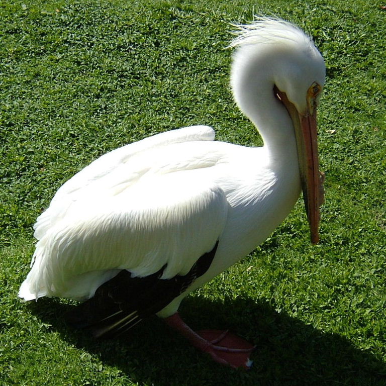 American White Pelican