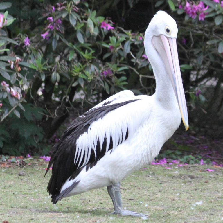 Australian Pelican