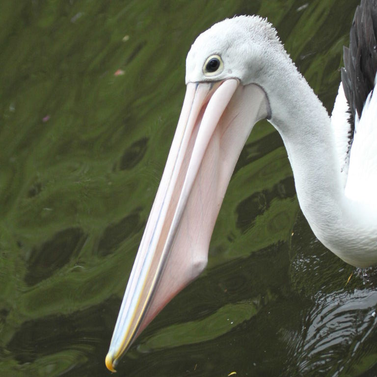 young Australian Pelican