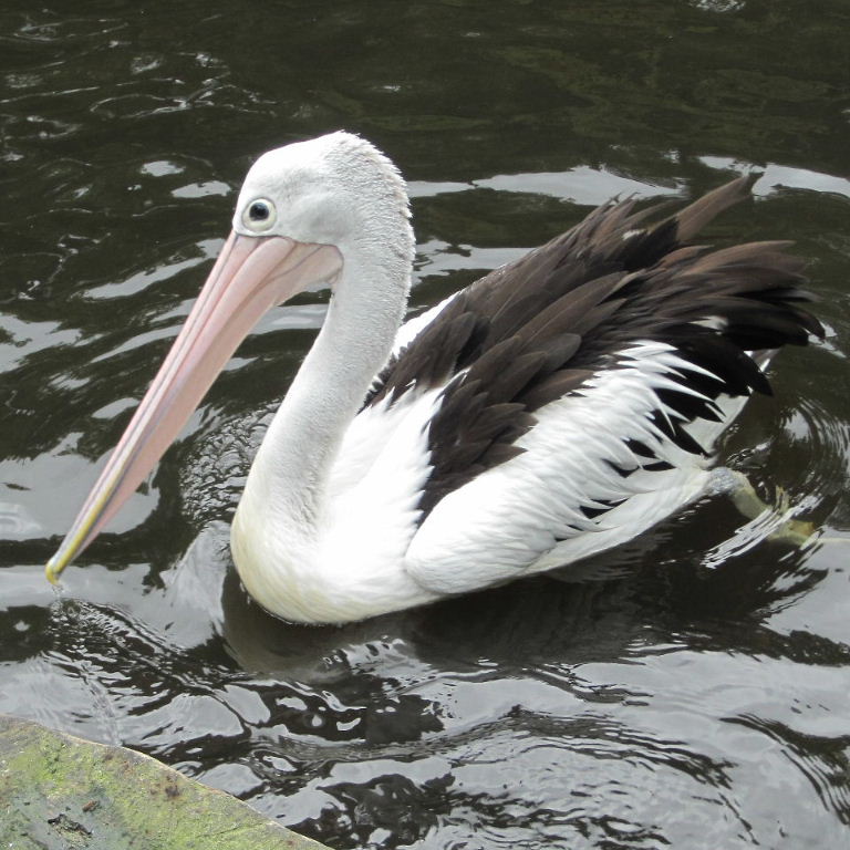 young Australian Pelicans