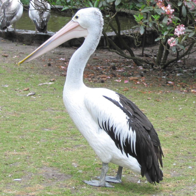 Australian Pelican