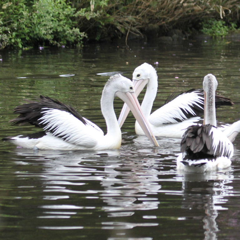 Australian Pelican