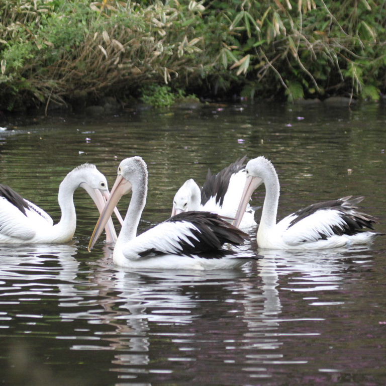 Australian Pelican