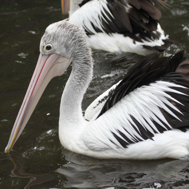 Australian Pelican