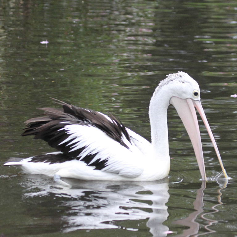 Australian Pelican