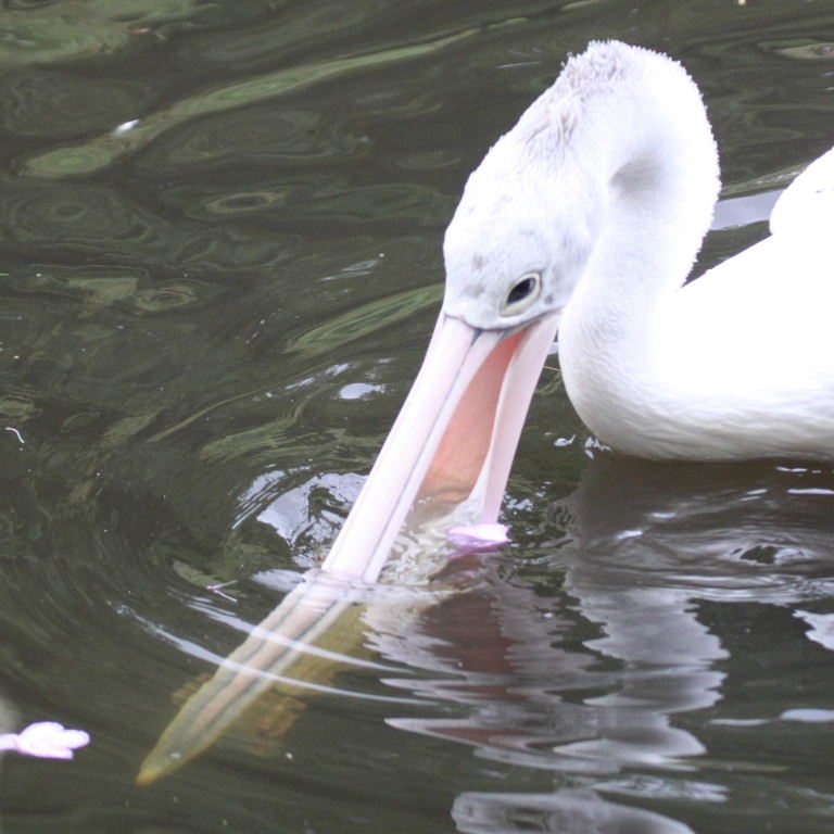 Australian Pelican