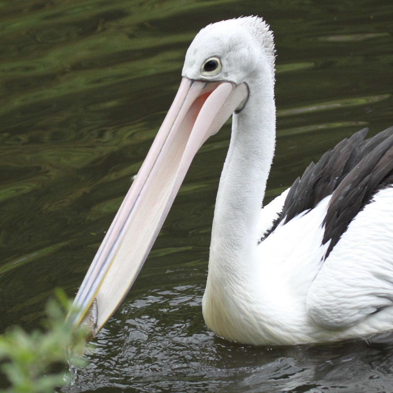 Australian Pelican