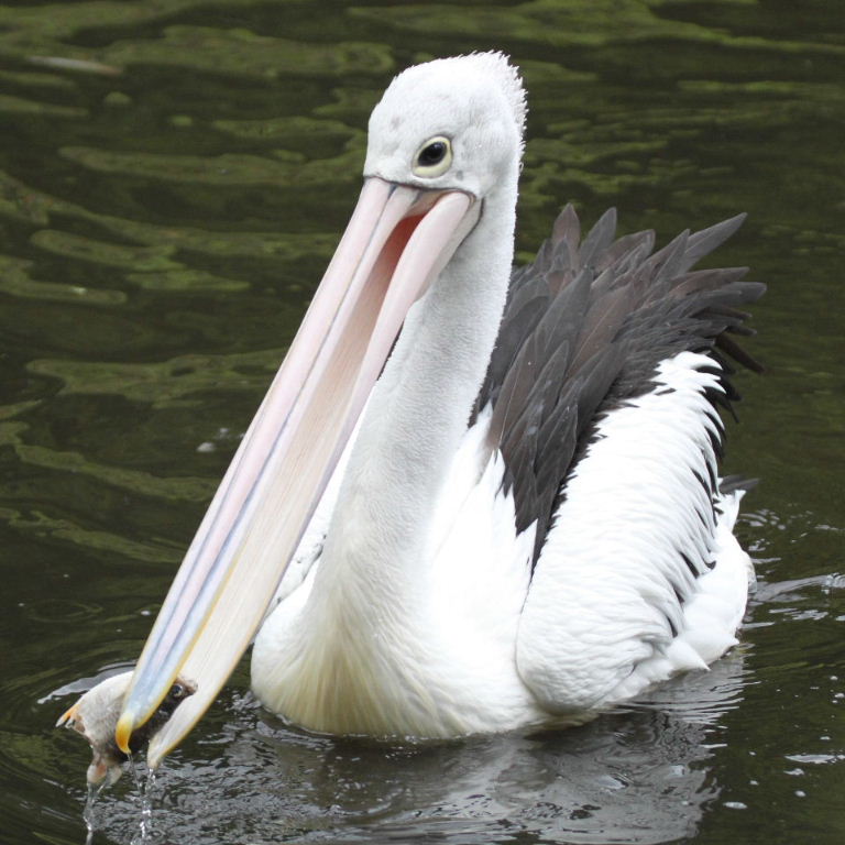 young Australian Pelican