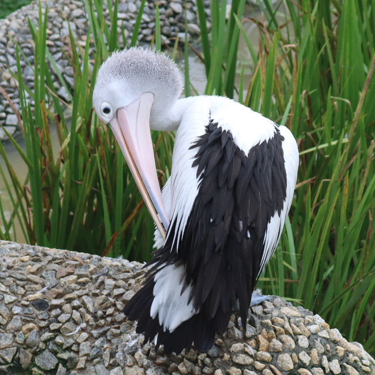 Australian Pelican