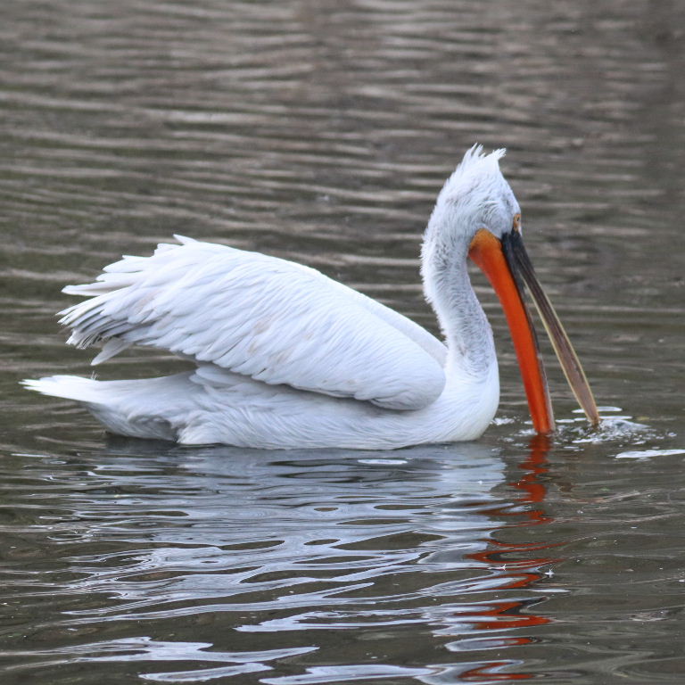 Dalmatian Pelicans