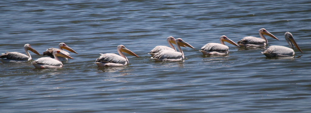 Dalmation Pelican leading Great Whites