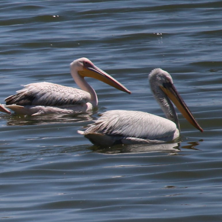 Dalmation and Great White Pelicans