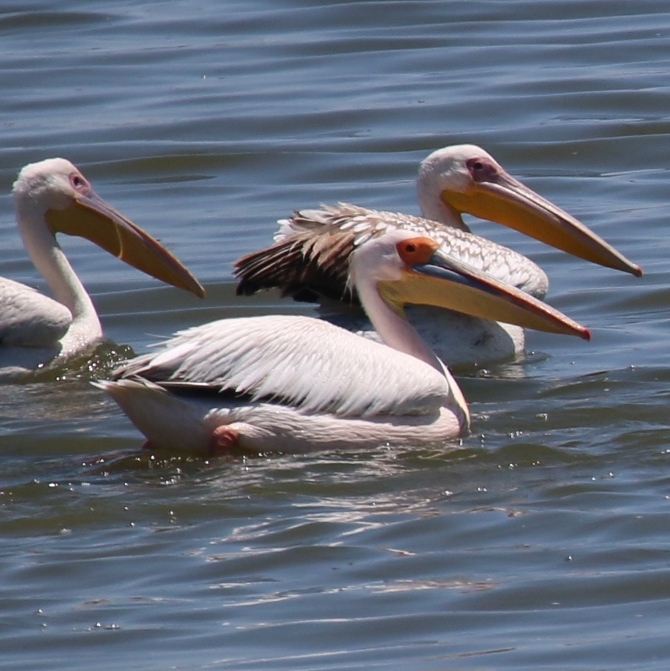 Great White Pelicans