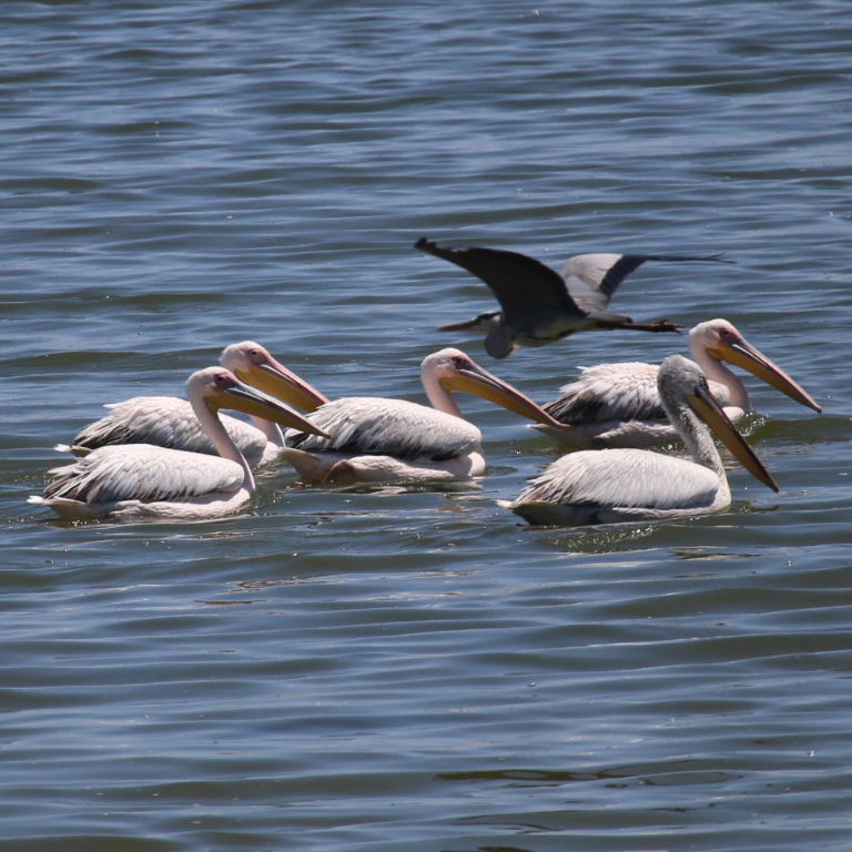 Heron photobombing Pelicans