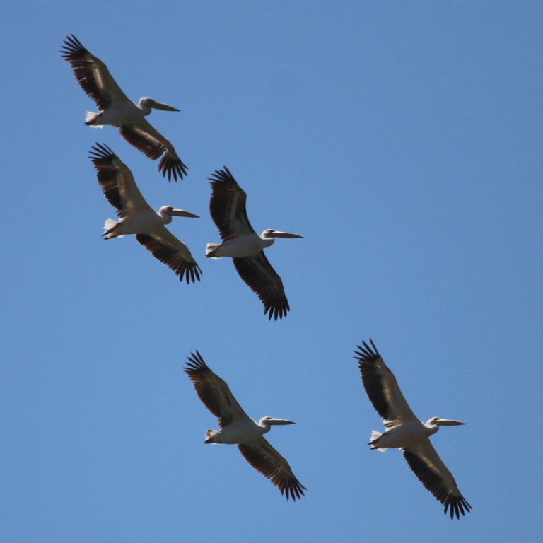 Pelicans in flight