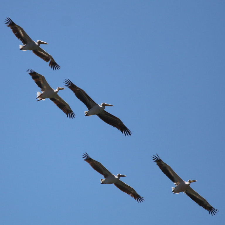Pelicans in flight
