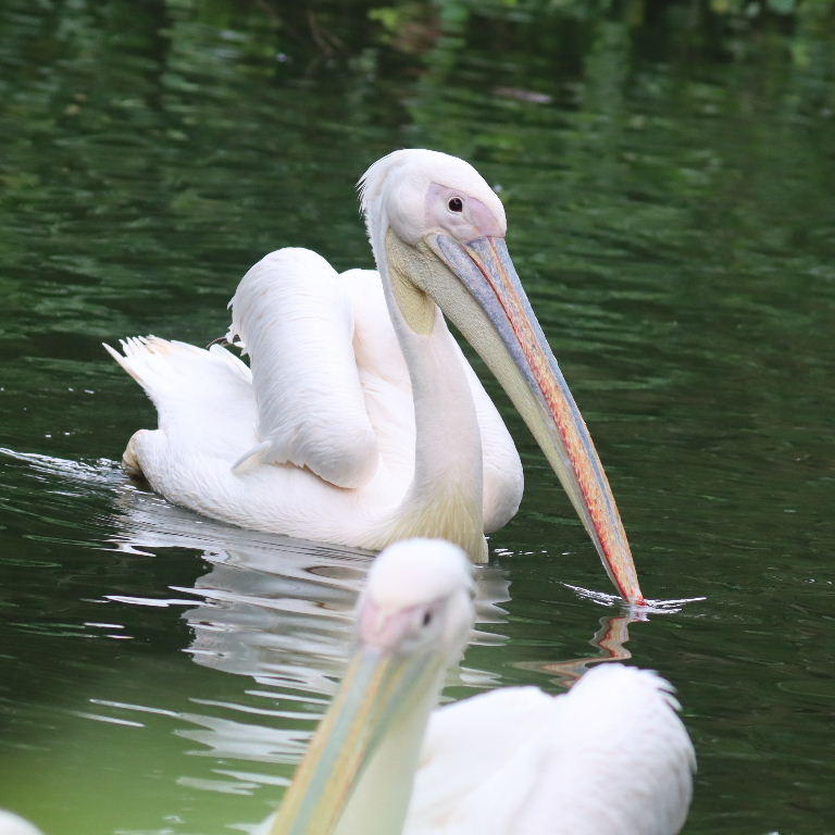 Great White Pelican