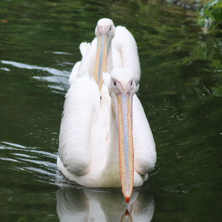 Great White Pelicans