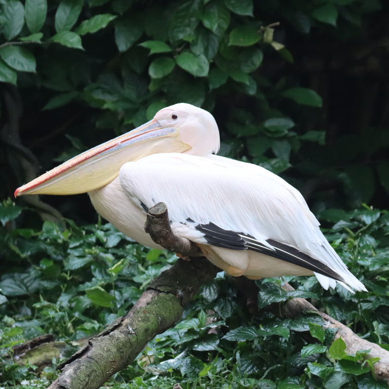 Great White Pelican