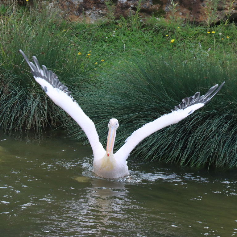 Great White Pelican wing edges