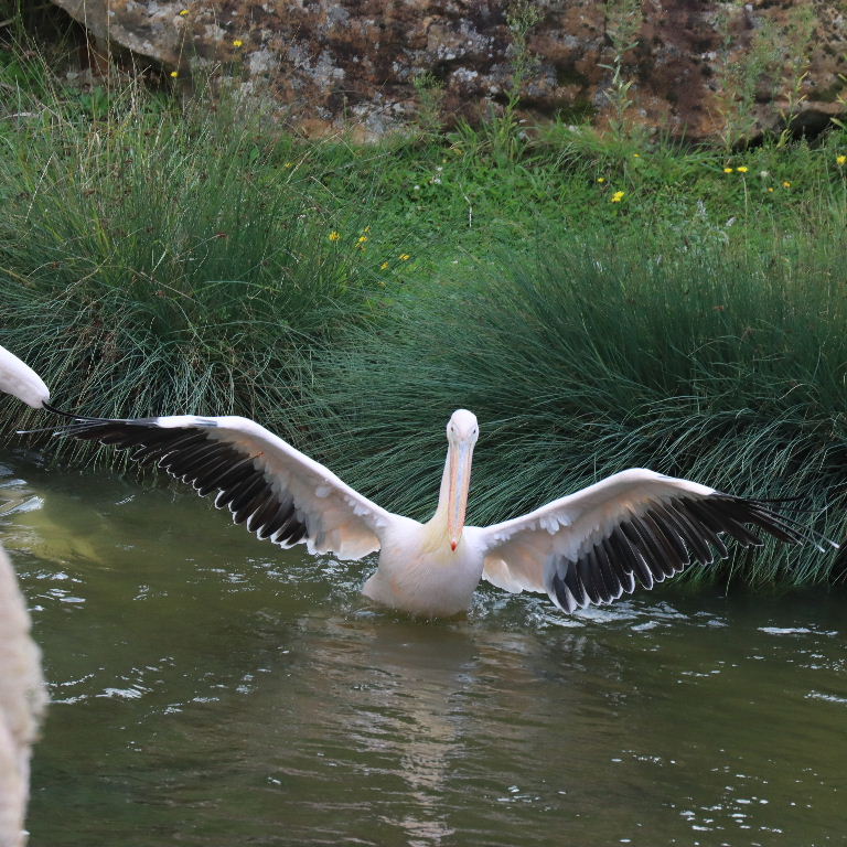 Great White Pelican wing edges
