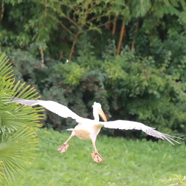 Great White Pelican feet