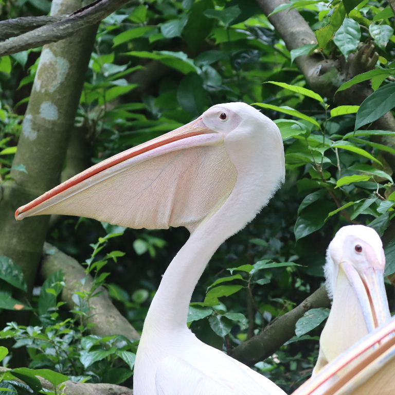 Great White Pelican pouch