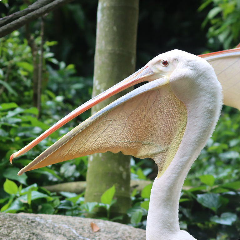 Great White Pelican pouch