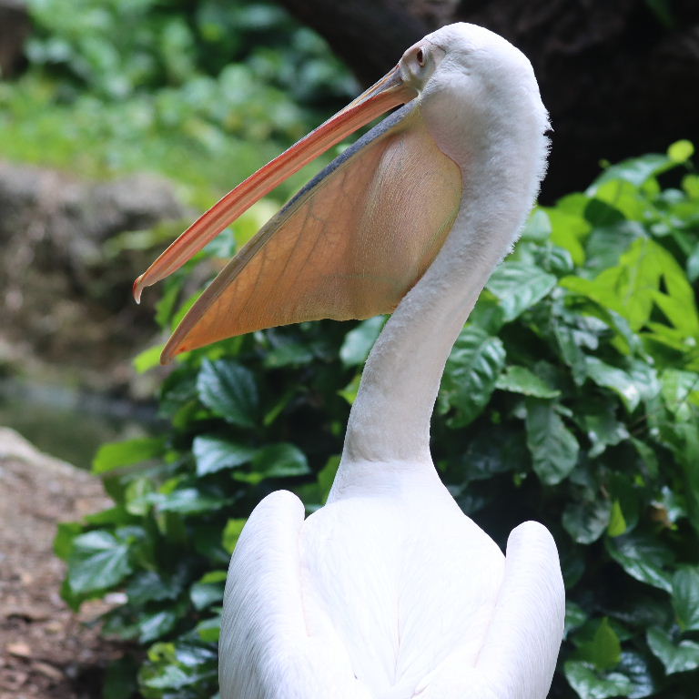 Great White Pelican pouch