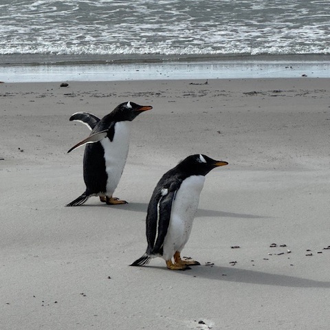 Gentoo Penguins, Falklands