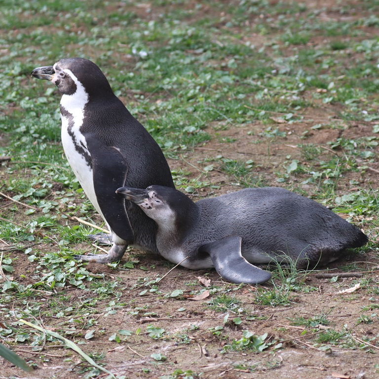 adult and juvenile Humboldt Penguin