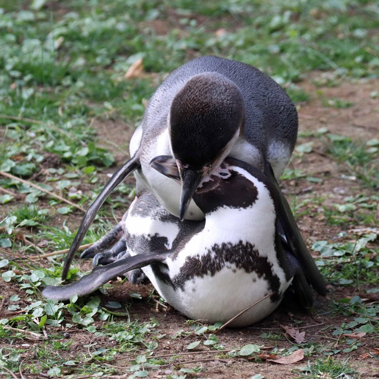 adult and juvenile Humboldt Penguin