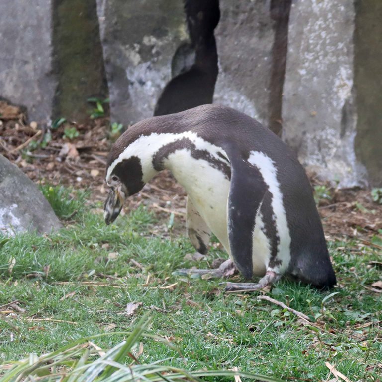 Humboldt Penguin