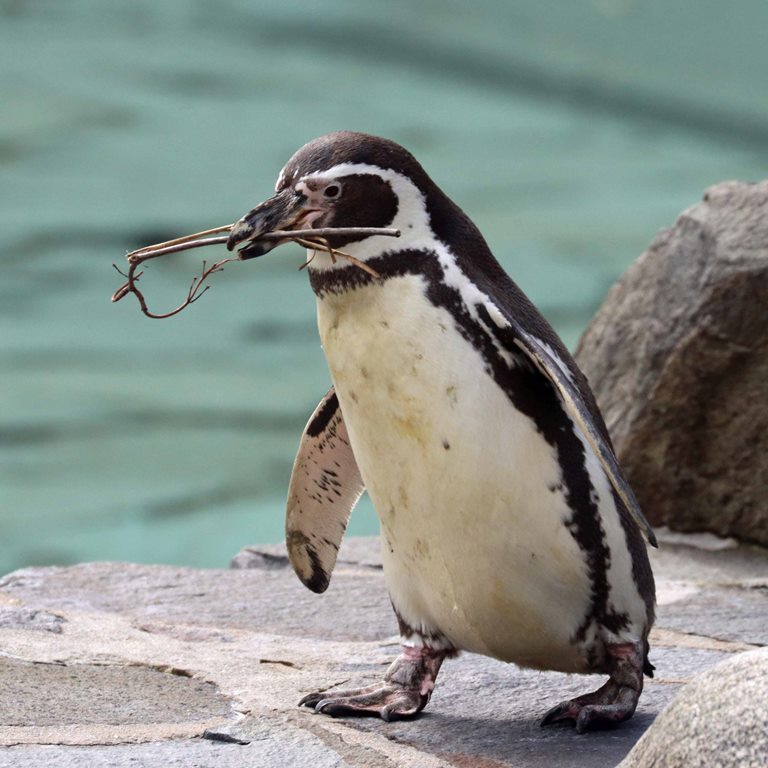 Humboldt Penguin with nesting
