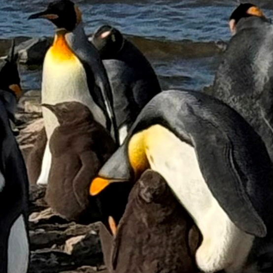 King Penguin fledglings