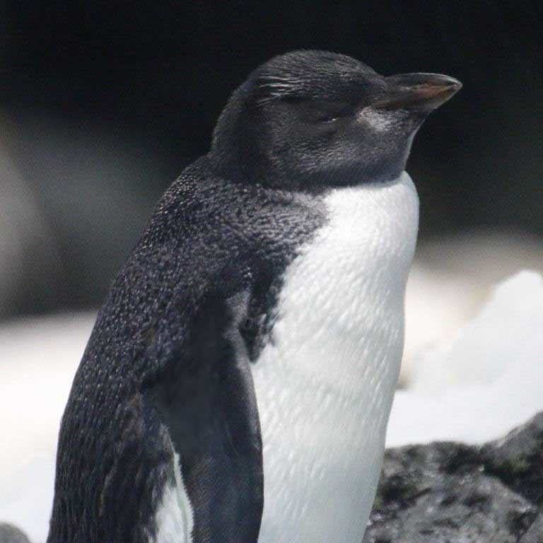 Rockhopper Penguin juvenile