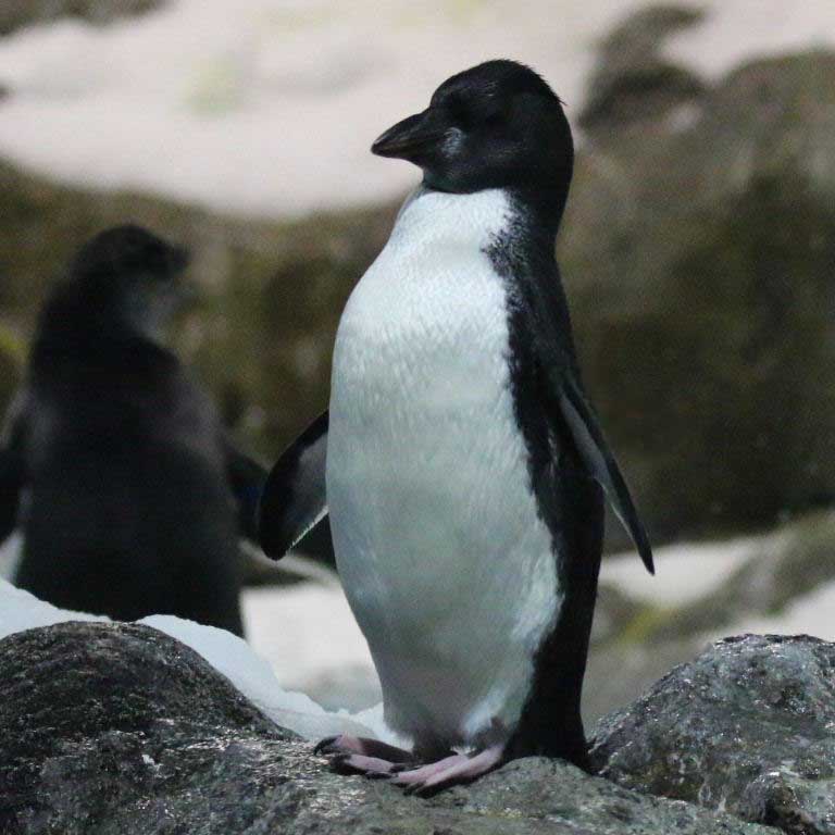 Rockhopper Penguin young
