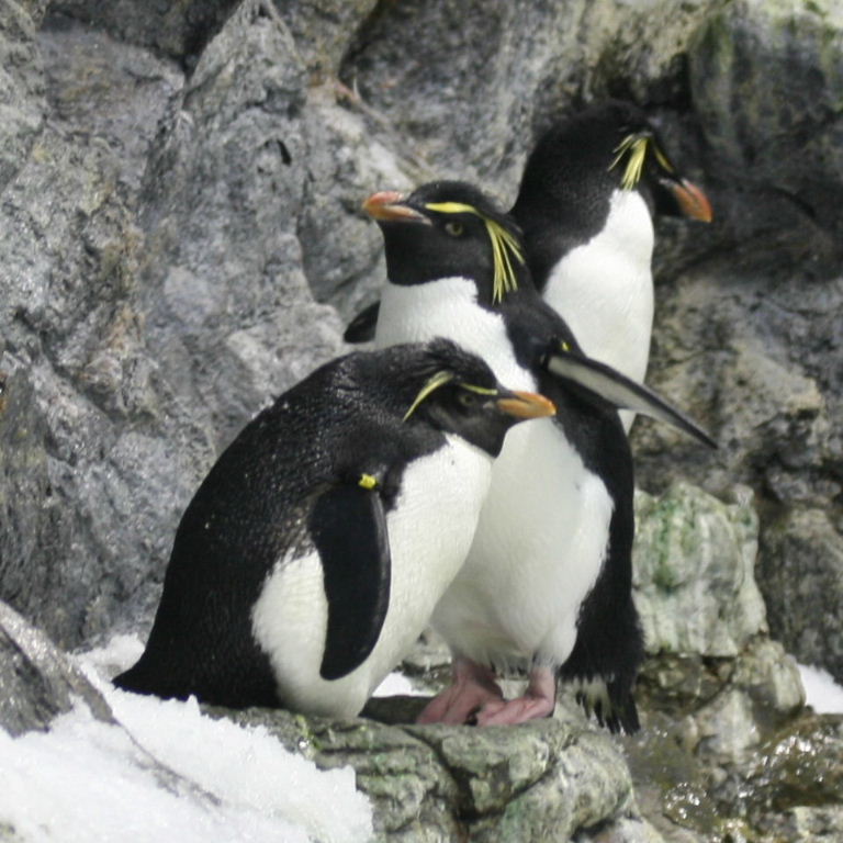 Southern Rockhopper Penguins
