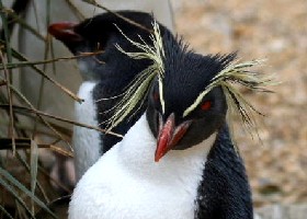 Northern Rockhopper Penguin
