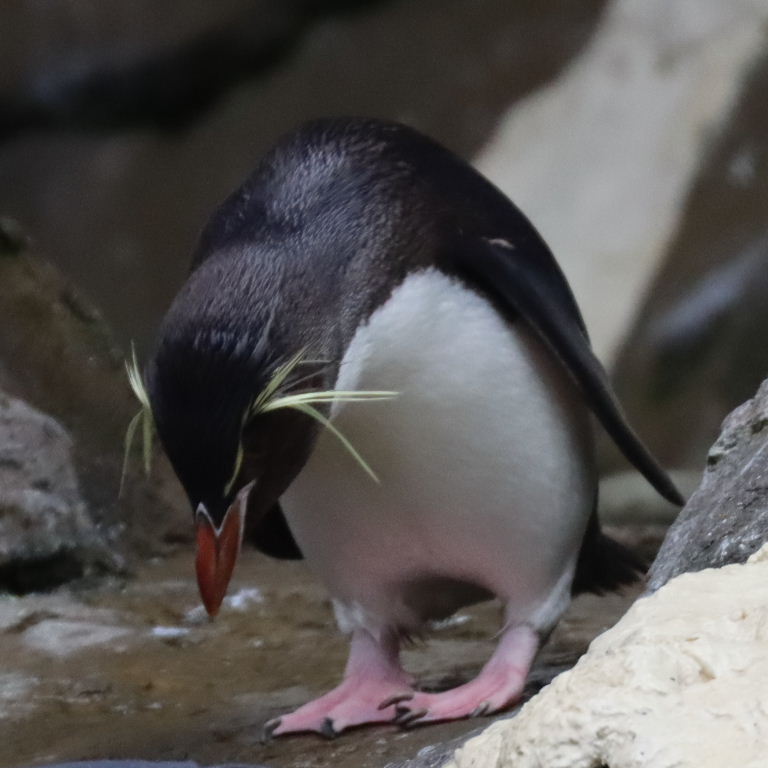 Eastern Rockhopper Penguin