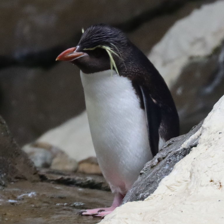 Southern Rockhopper Penguin Southern Rockhopper Penguin