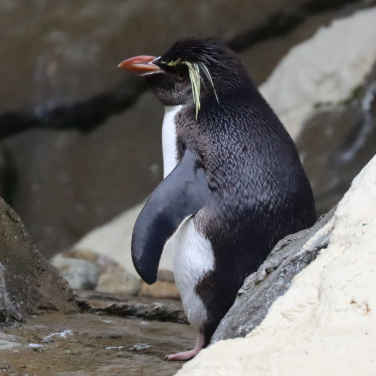 Eastern Rockhopper Penguin