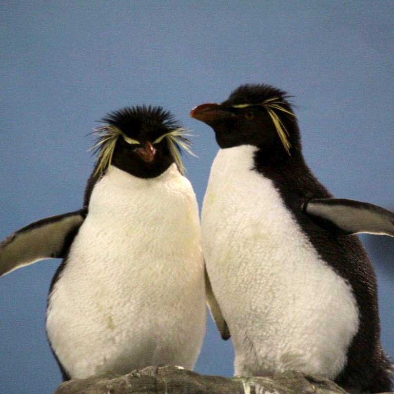 Southern Rockhopper Penguin