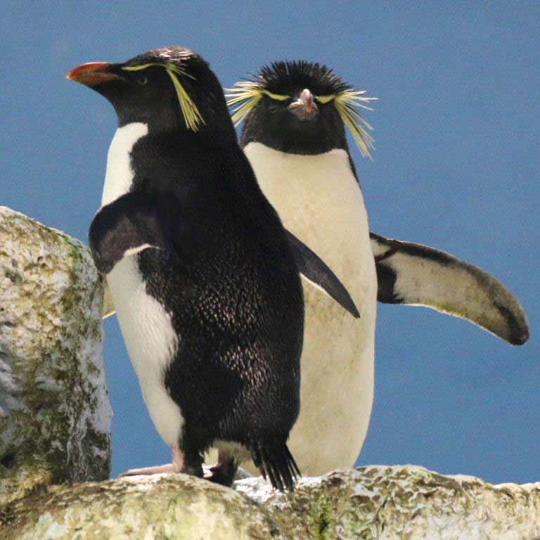 Southern Rockhopper Penguin