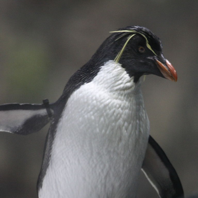 Southern Rockhopper Penguin
