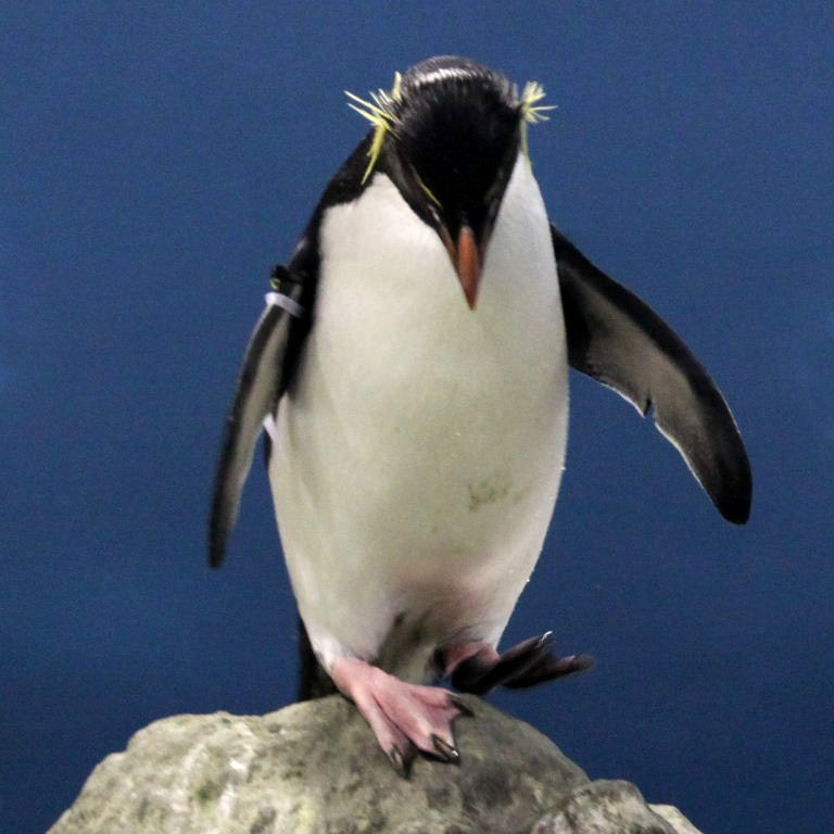 Southern Rockhopper Penguin
