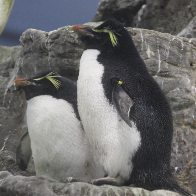 Southern Rockhopper Penguin
