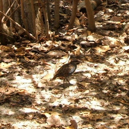 Buff-banded Rail